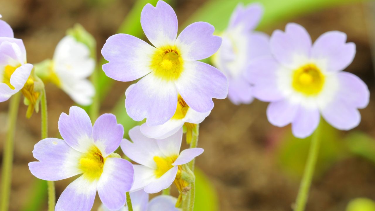 butterwort plant